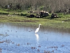 Ardea alba