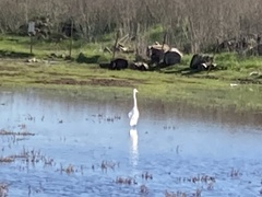 Ardea alba