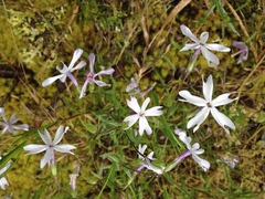 Phlox bifida