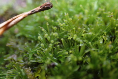 Syrrhopodon texanus