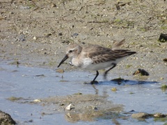 Calidris alpina