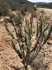 Euryops lateriflorus