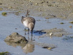 Calidris alpina