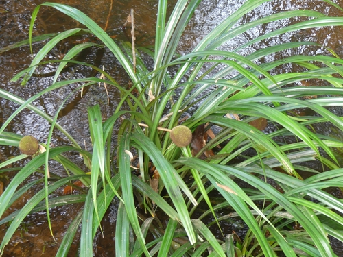 Thurnia sphaerocephala (Thurnia sphaerocephala)