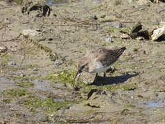 Calidris alpina