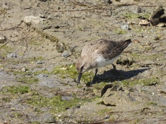 Calidris alpina