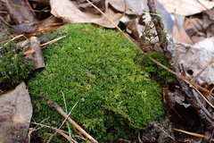 Syrrhopodon texanus