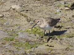 Calidris alpina