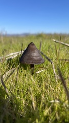 Entoloma sericeum