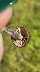 Entoloma sericeum