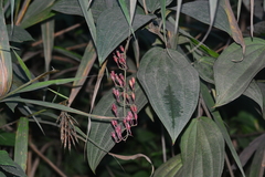 Oxyspora paniculata