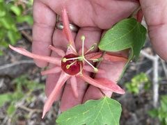 Passiflora aurantia aurantia