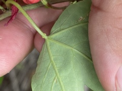 Passiflora aurantia aurantia
