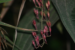 Oxyspora paniculata