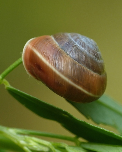 Hedge Snail