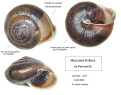 Hygromia limbata