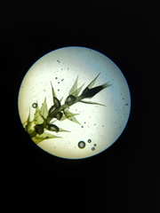 Brachythecium acutum