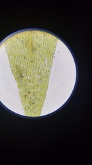 Brachythecium acutum