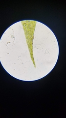 Brachythecium acutum