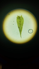 Brachythecium acutum