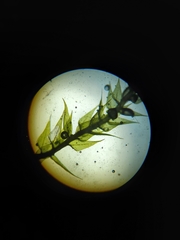 Brachythecium acutum