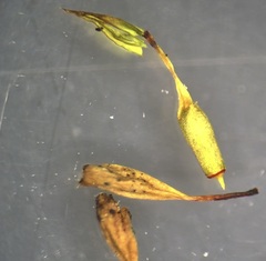 Lewinskya elegans