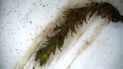 Lewinskya elegans