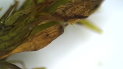 Lewinskya elegans