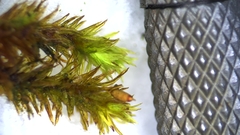 Lewinskya elegans