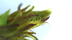 Lewinskya elegans