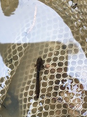 Ambystoma opacum