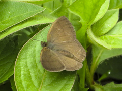 Capronnieria galesus