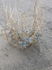 Astragalus lentiginosus micans