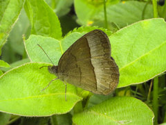 Capronnieria galesus