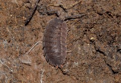 Trachelipus squamuliger