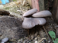 Pleurotus ostreatus