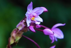 Spathoglottis plicata