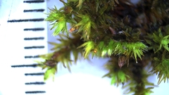 Lewinskya elegans