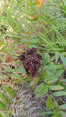 Rhus copallina image