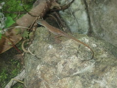 Anolis wattsii