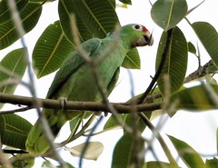 Amazona autumnalis salvini