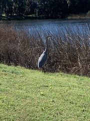 Ardea herodias