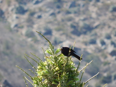 Curaeus curaeus curaeus