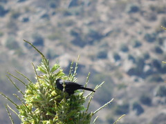 Curaeus curaeus curaeus