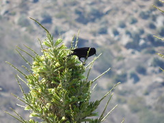 Curaeus curaeus curaeus