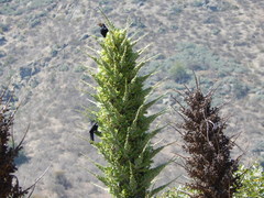 Curaeus curaeus curaeus