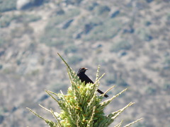 Curaeus curaeus curaeus