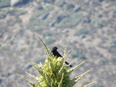 Curaeus curaeus curaeus