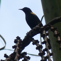 Icterus cayanensis