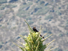 Curaeus curaeus curaeus